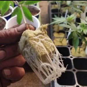 LÄ DE ROCHA - Imagem 3